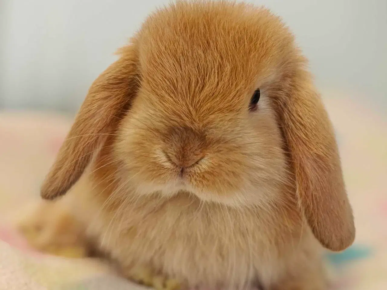 Billede 10 - Minilop