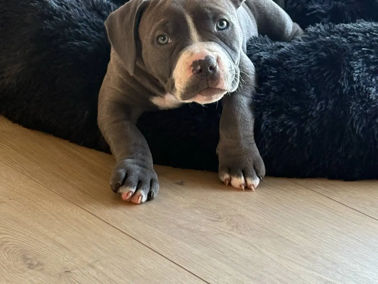 Billede 9 - American bully pocket 