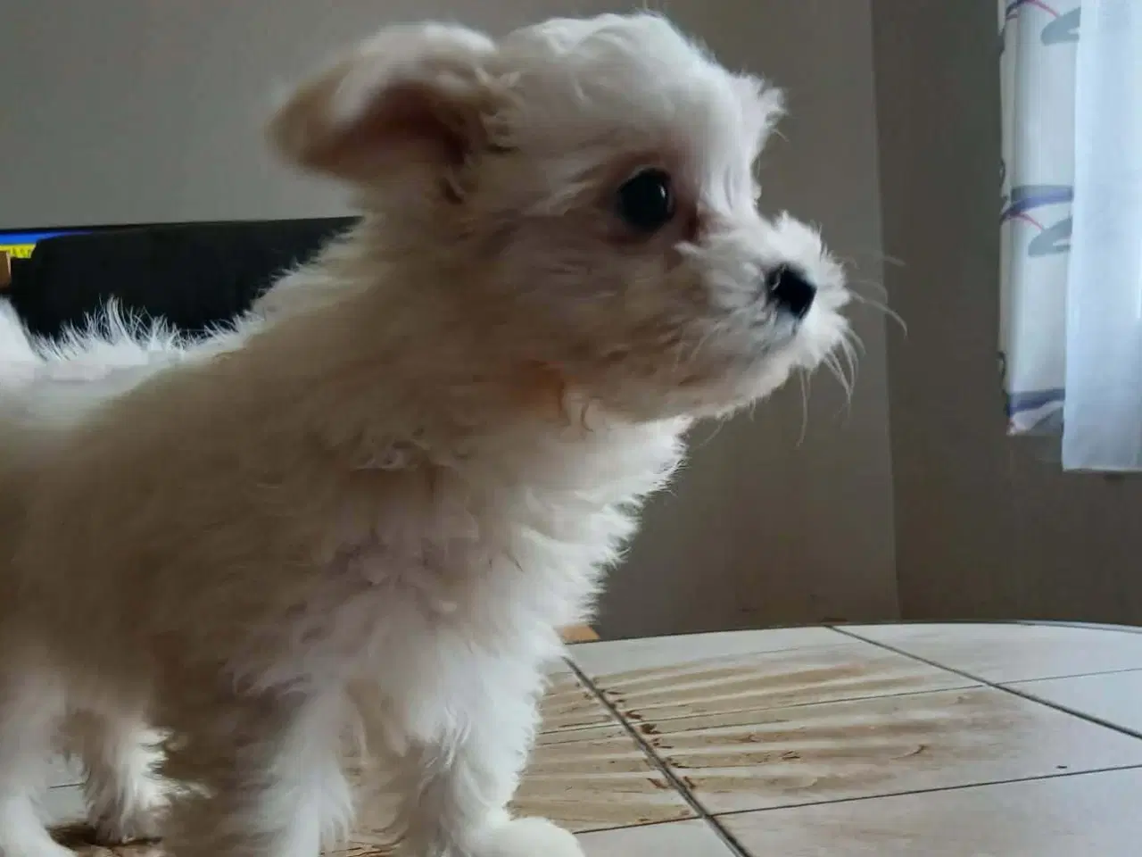 Billede 4 - Coton de Tulear/malteser 