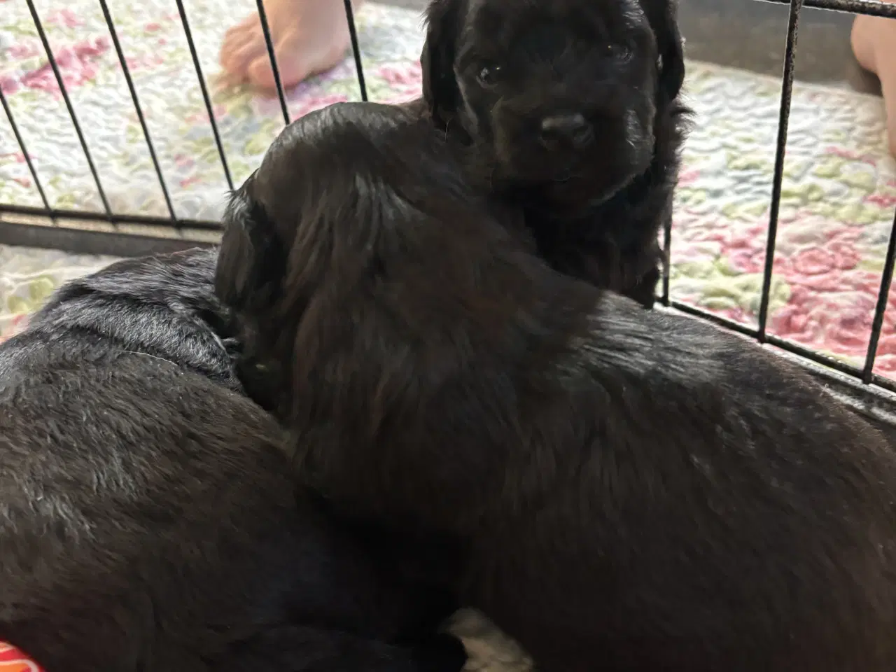 Billede 2 - Dejlige små bamser 💗