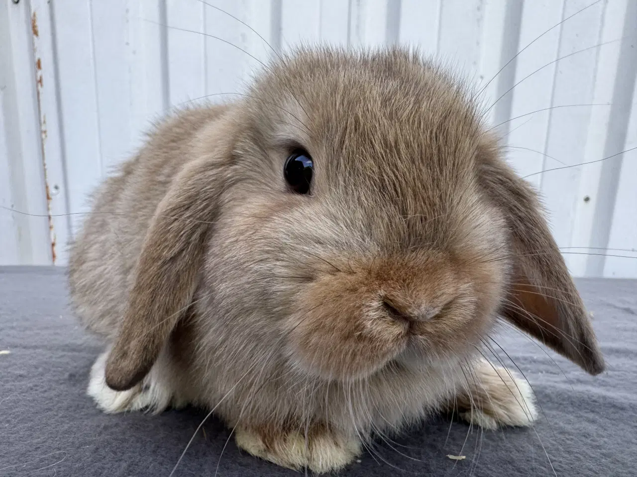 Billede 1 - Mini Lop hankanin