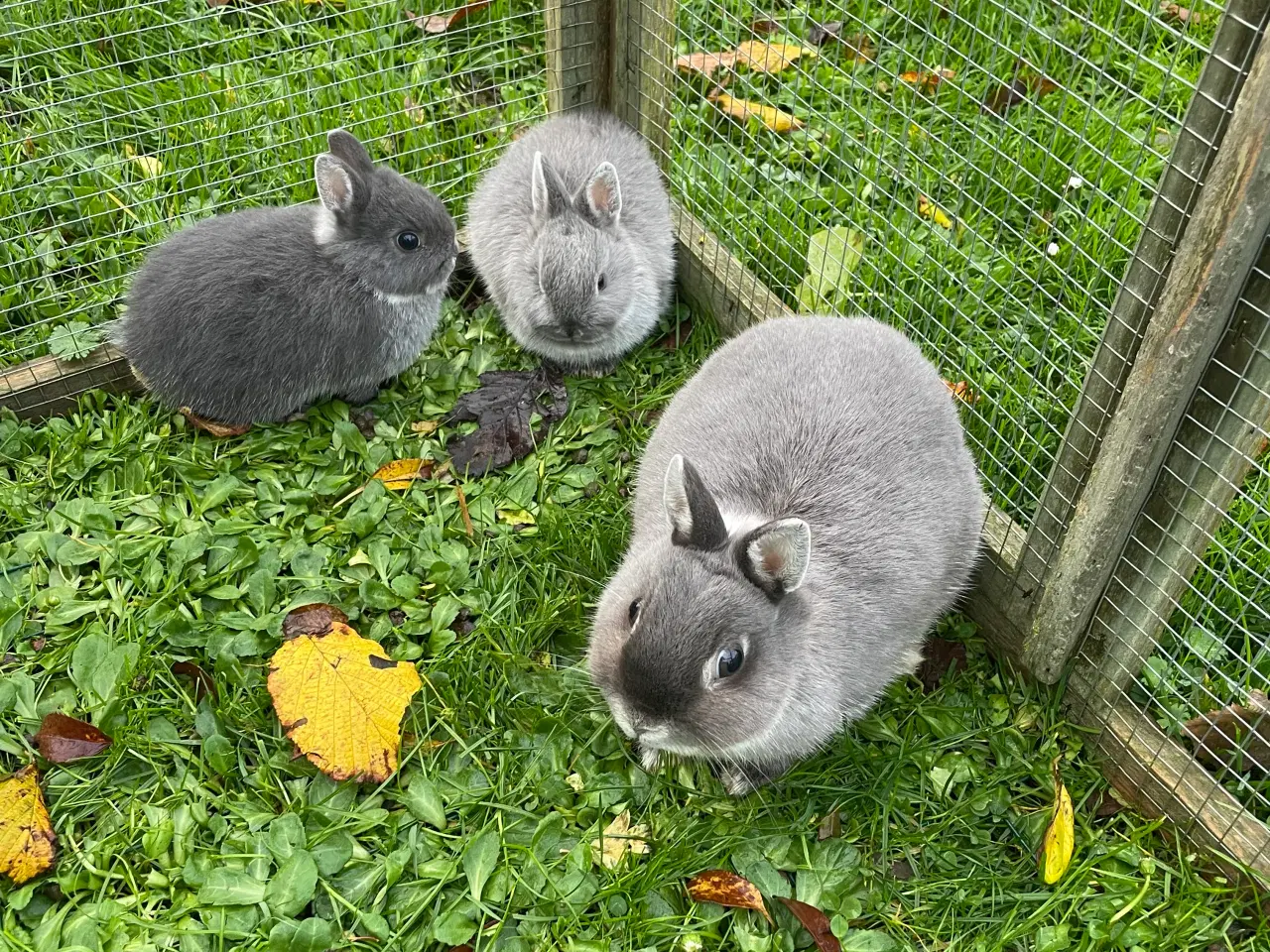 Billede 9 - Hermelin unger blå zobel og Z&W 