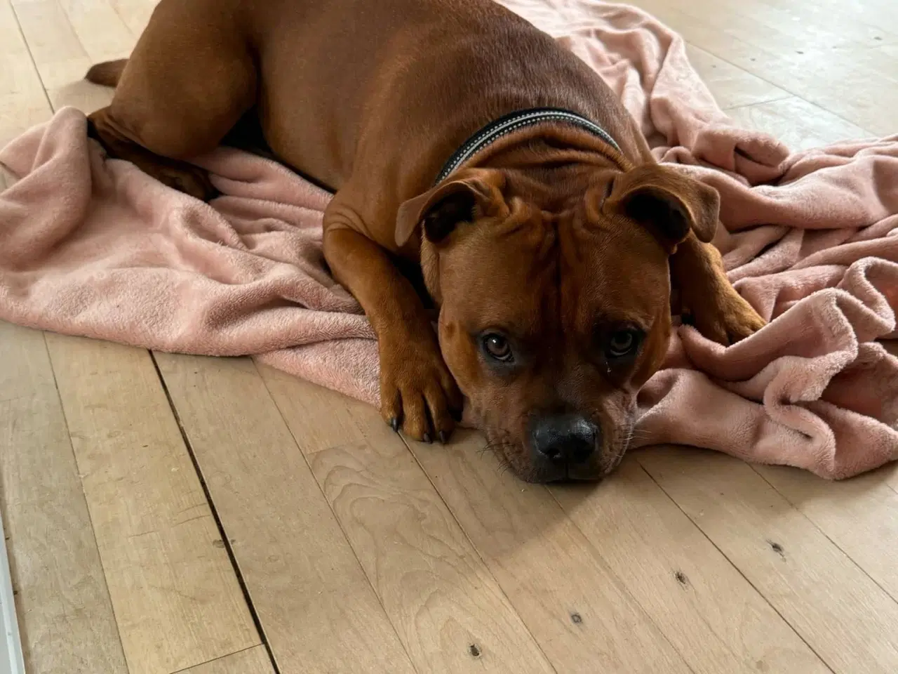 Billede 12 - Staffordshire Bull Terrier han 