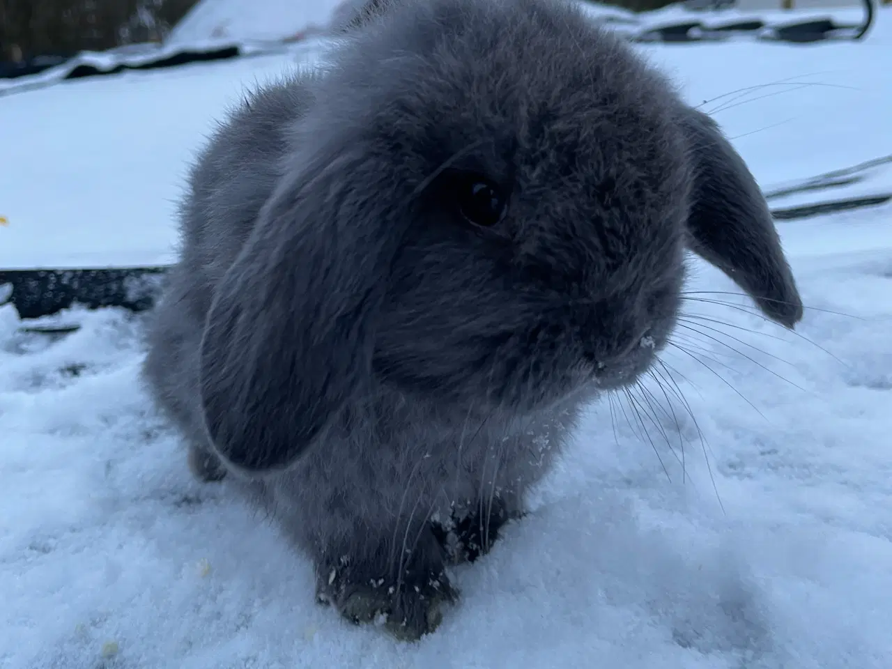 Billede 4 - Mini Lop - Kaniner 