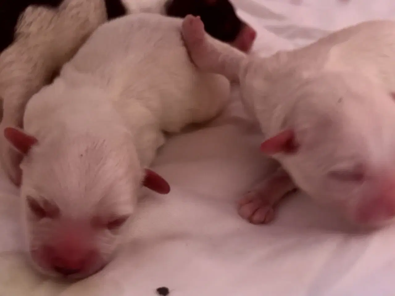 Billede 7 - Små allergivenlige blandingshvalpe