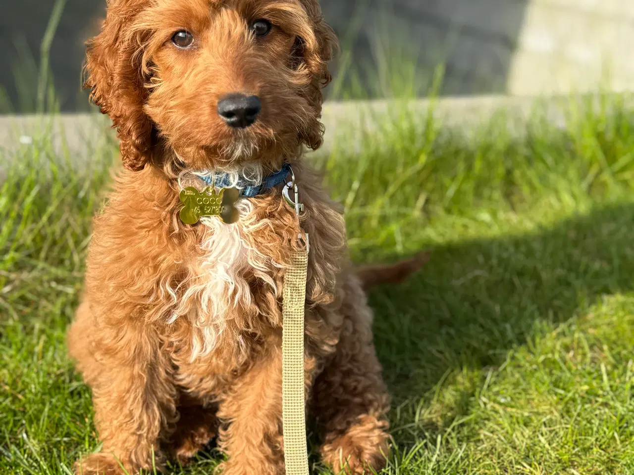 Billede 3 - Cockapoo hvalp søger nyt kærligt hjem 🥰