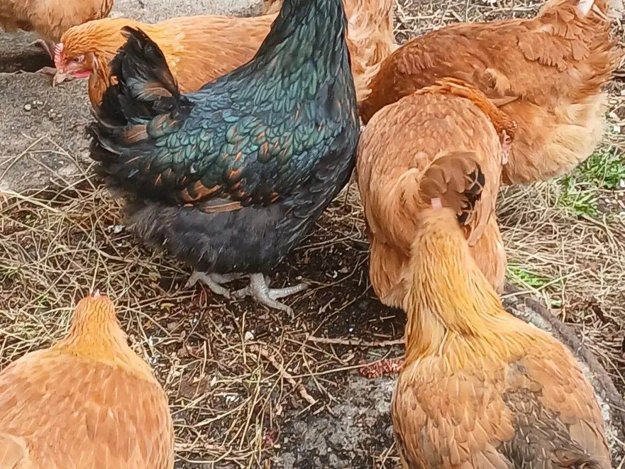 Billede 4 - Hønniker af store æglæggereø