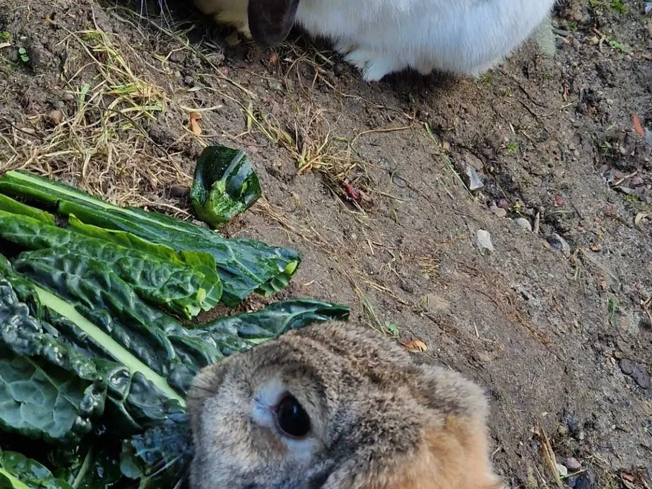 Billede 2 - HASTER 3 kaniner bortgives