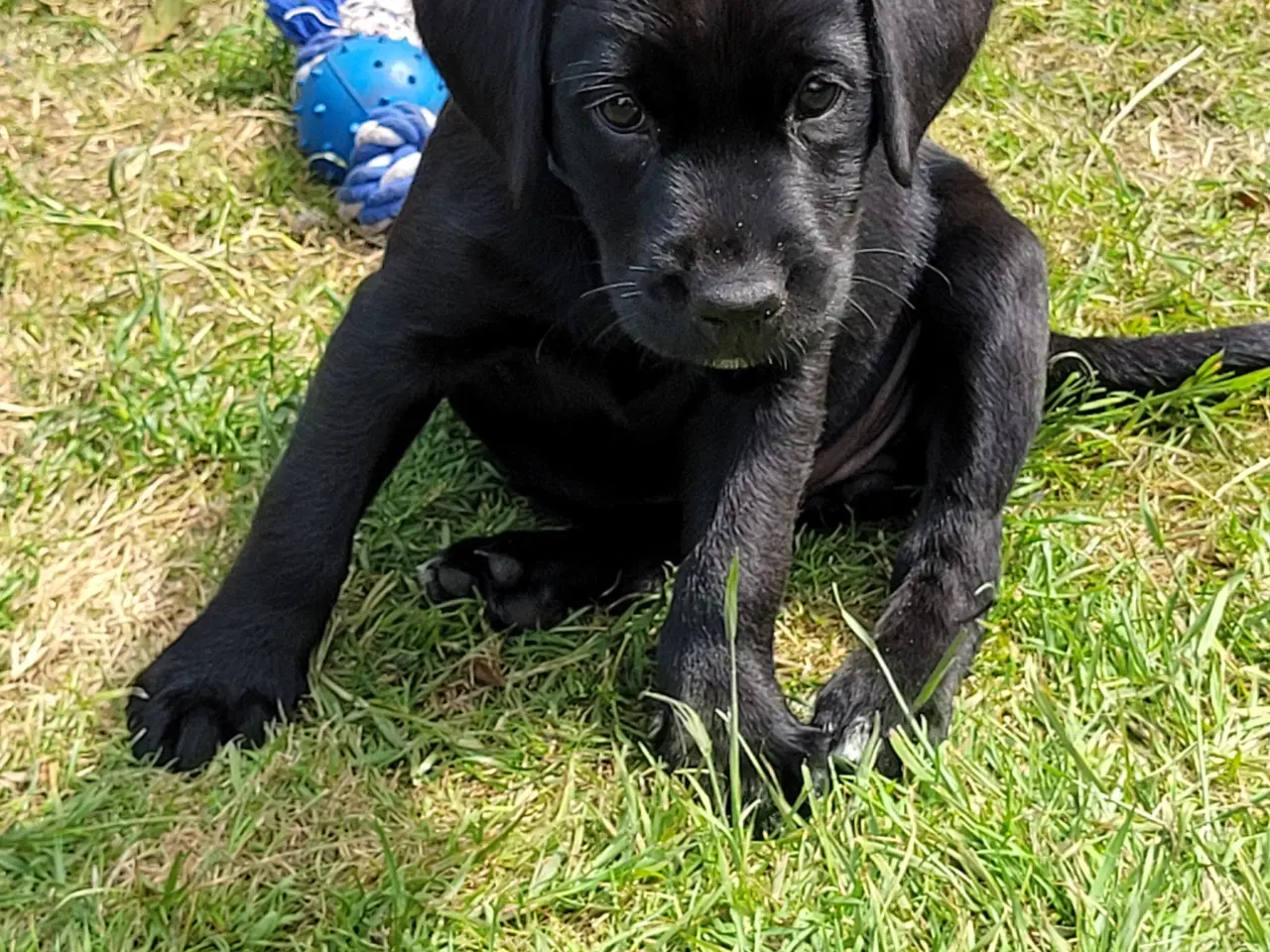 Billede 11 - Labrador formel 1 hunde hvalpe tæve 