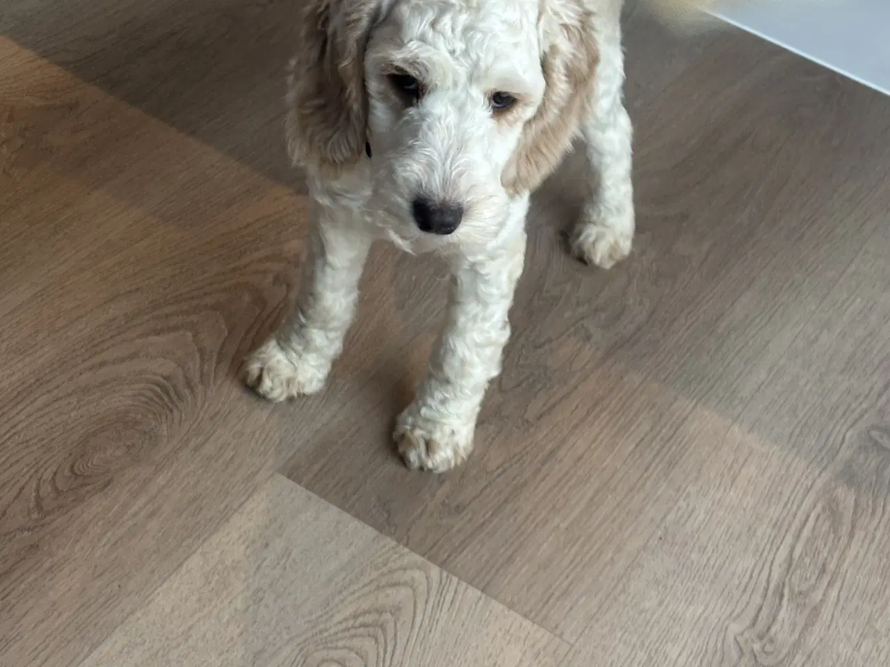 Billede 4 - Cockapoo  hvalp 