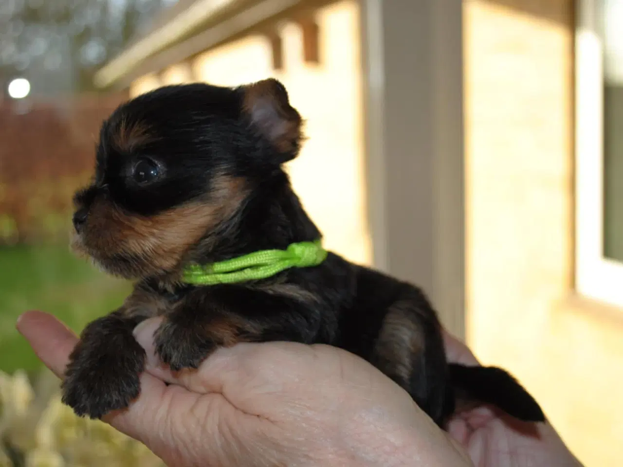 Billede 3 - Yorkshire Terrier hvalpe.