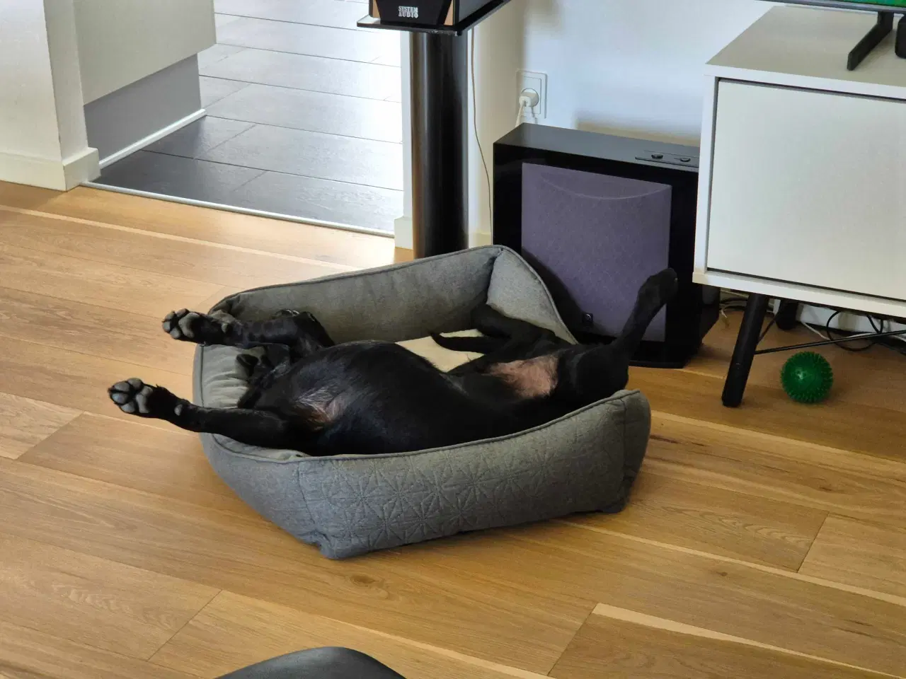 Billede 5 - 8 mdr formel 1 labrador