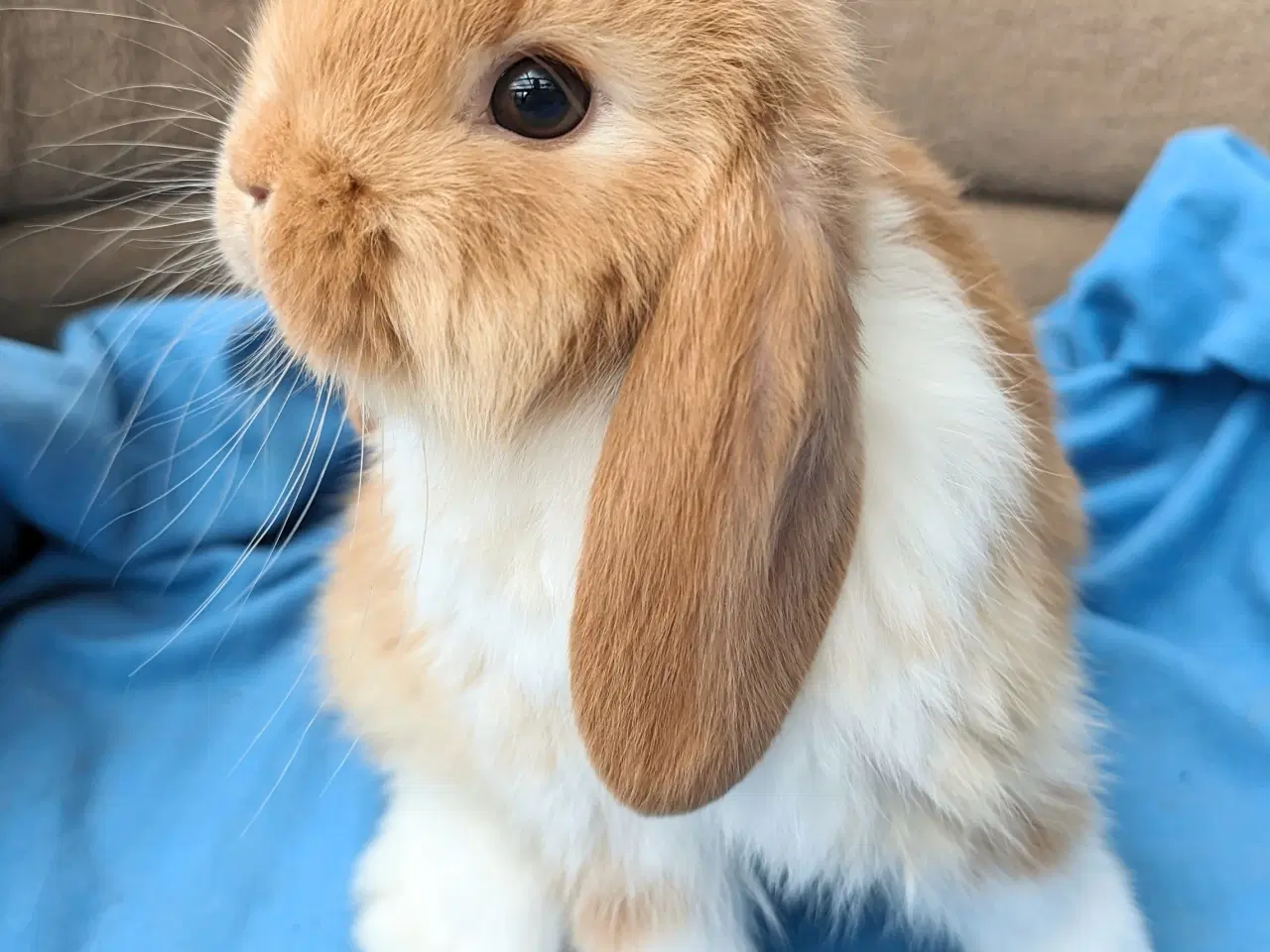 Billede 1 - Minilop kaninunge sælges