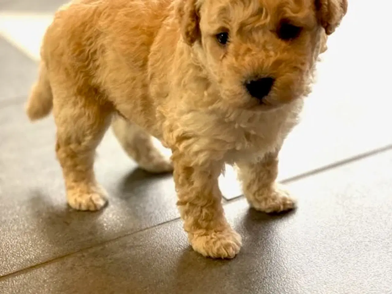 Billede 4 - Cavapoo hvalpe 