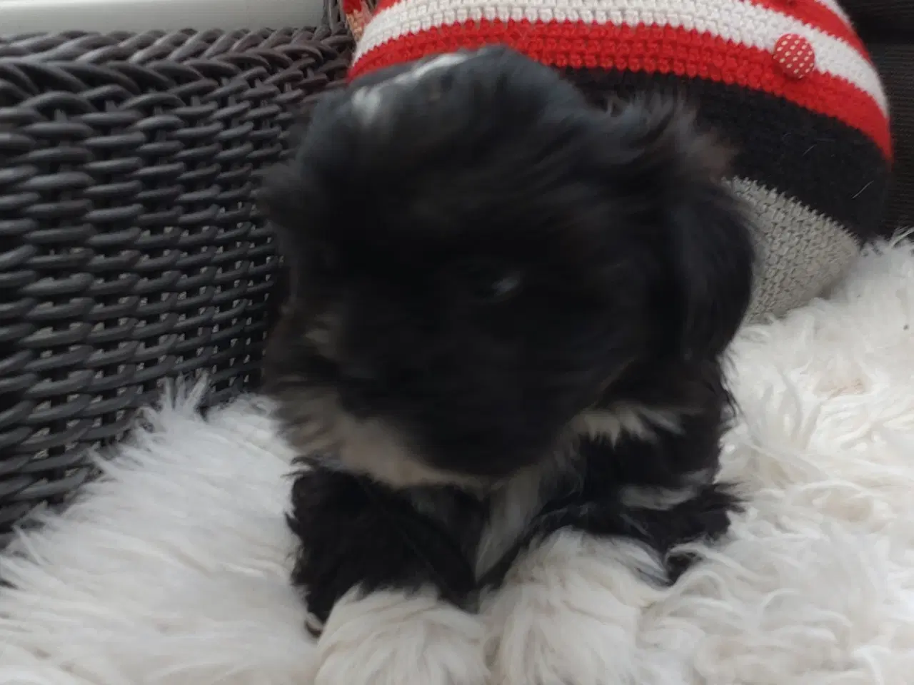 Billede 1 - Lhasa apso med stamtavle 