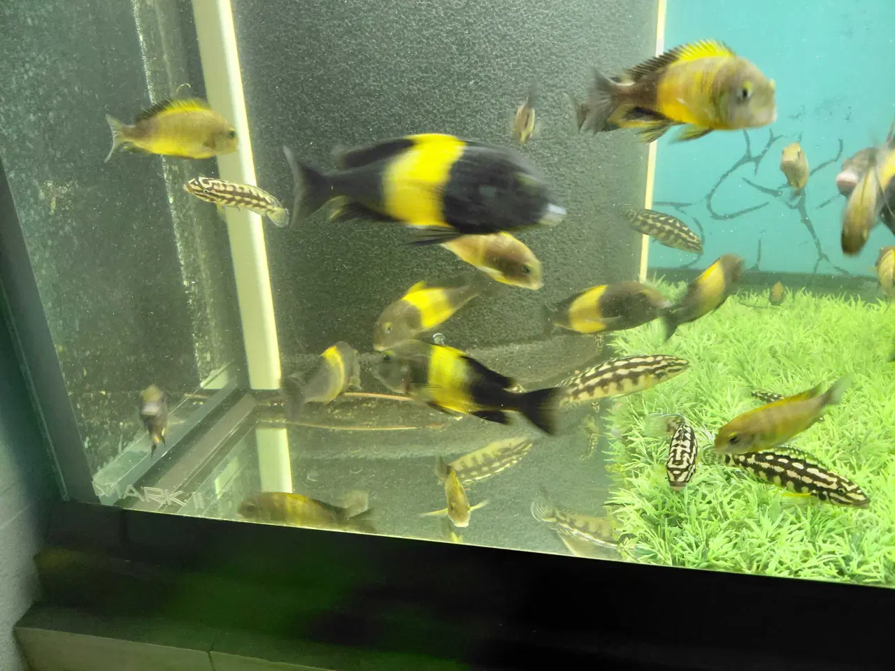 Billede 2 - Cichlider