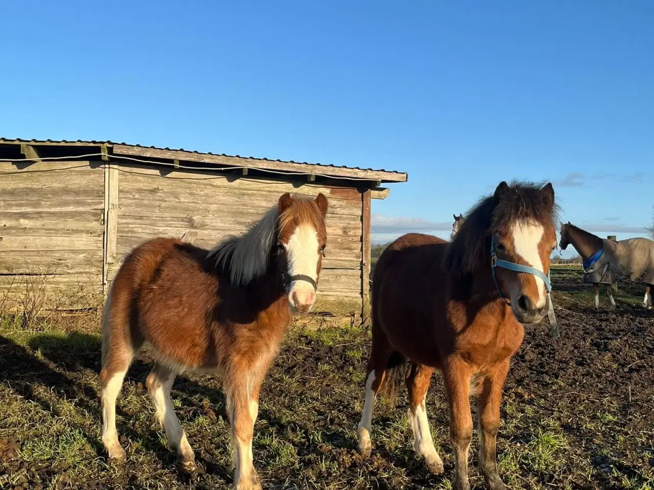 Billede 1 - To fine welsh sec. A hingste