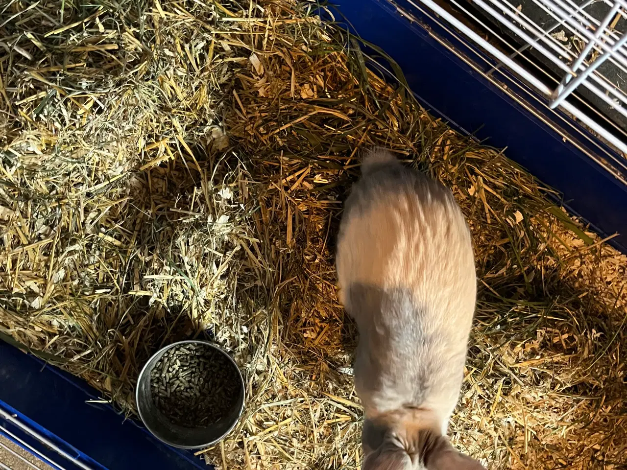 Billede 2 - Kanine han fra Jan. 