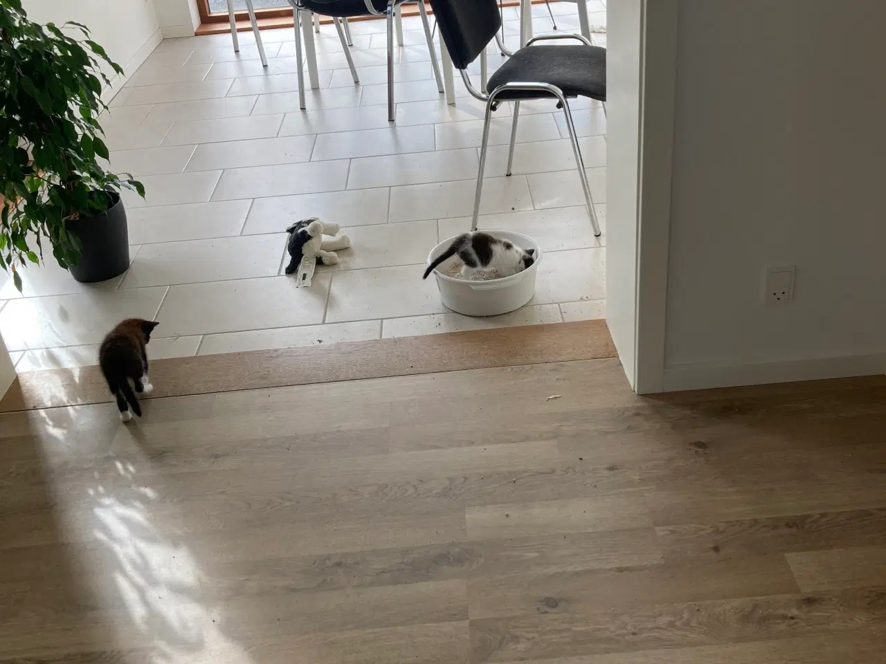 Billede 3 - Søde killinger