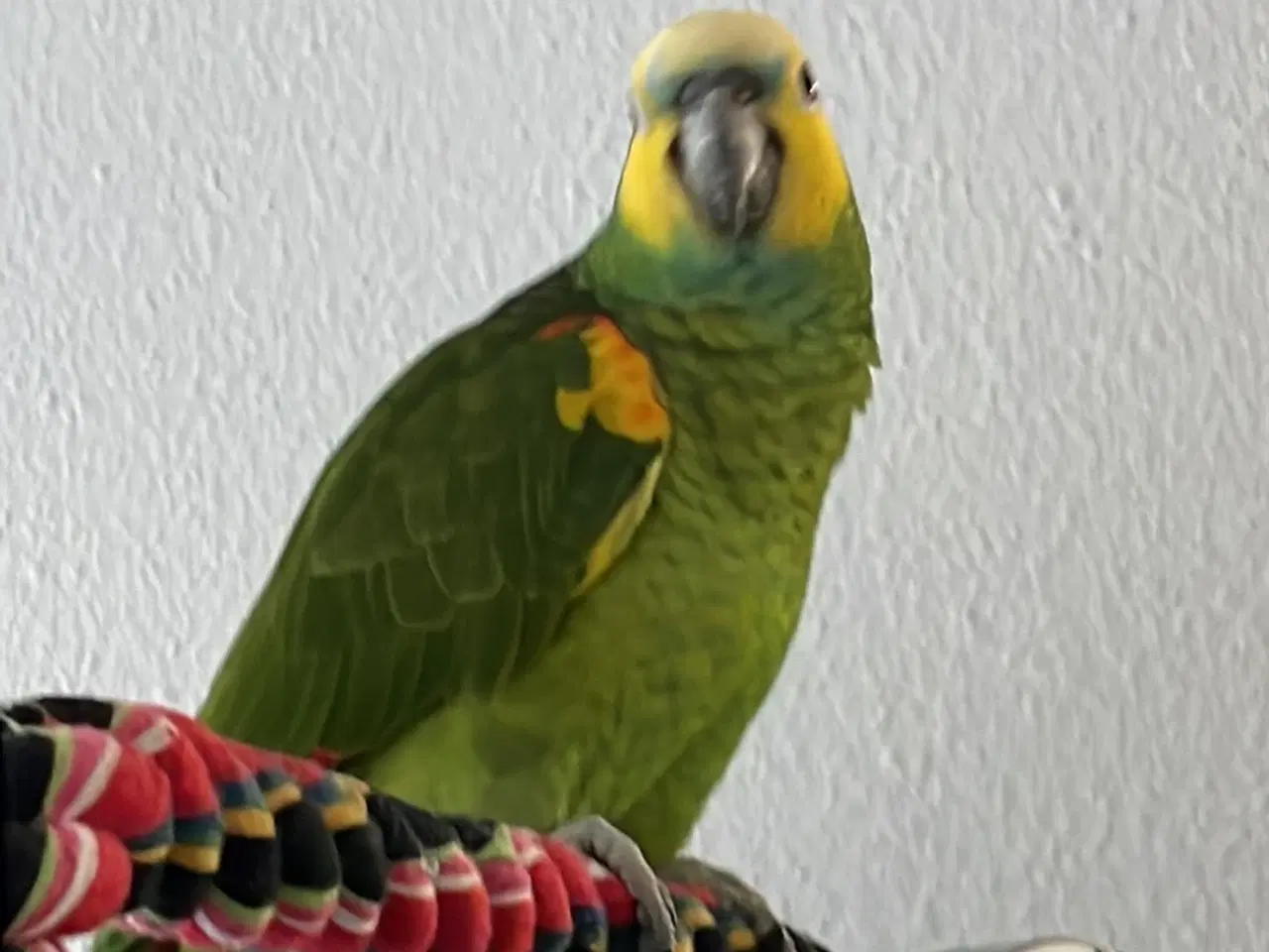 Billede 4 - Blåpandet amazone papegøje 