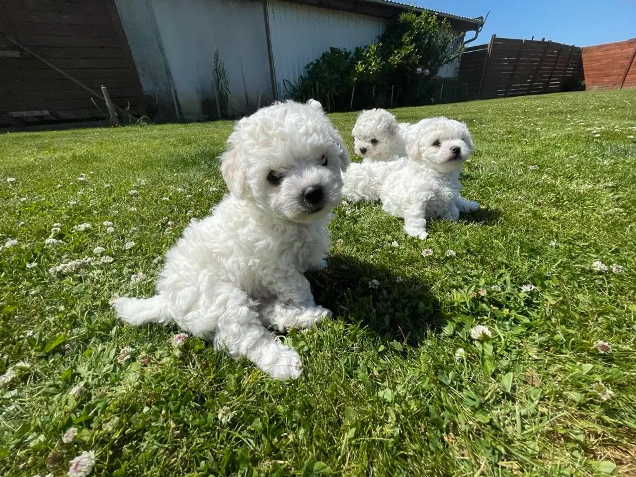 Billede 4 - Bichon Frise