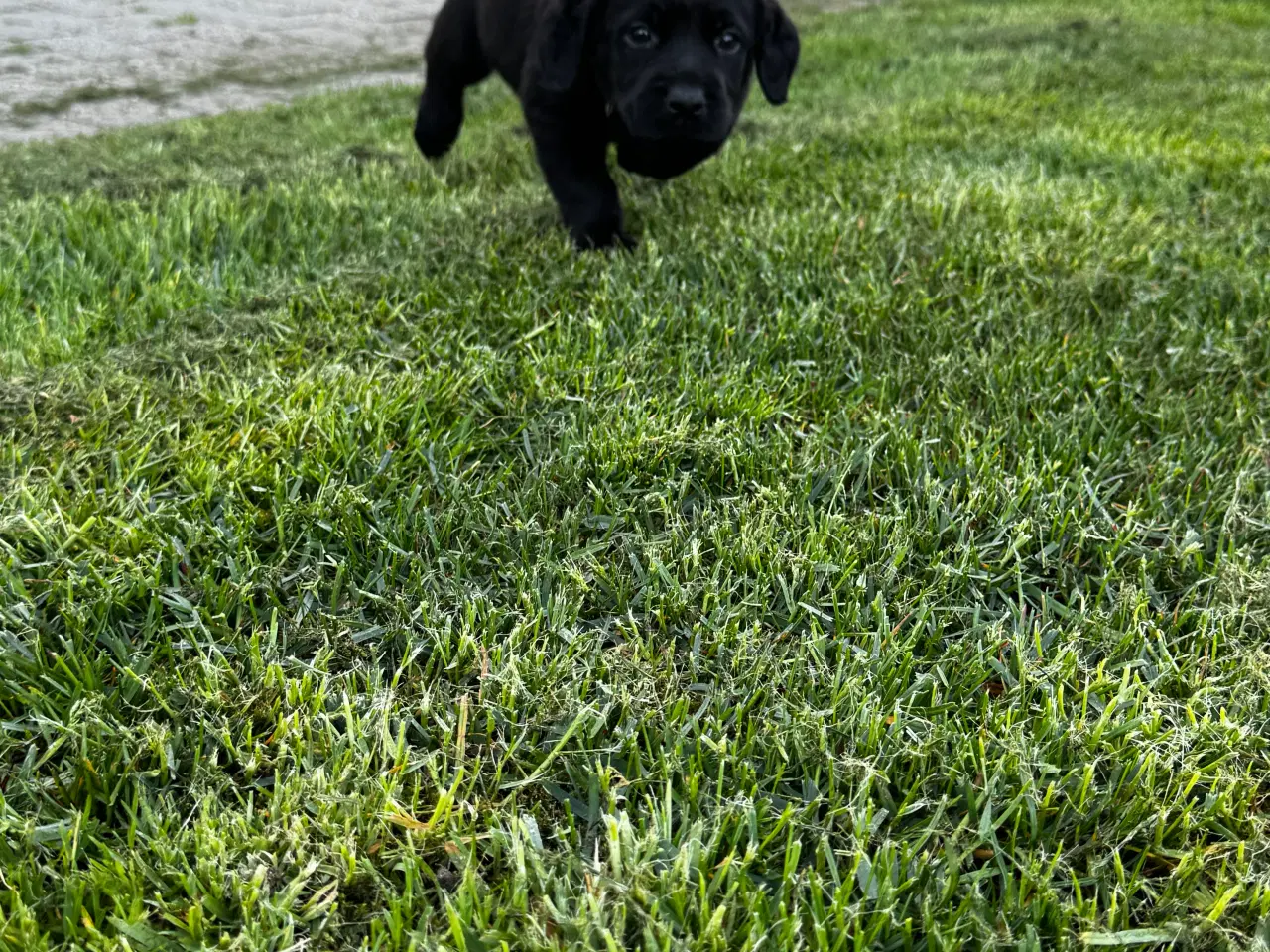 Billede 11 - Rottweiler/ Labrador hvalpe 