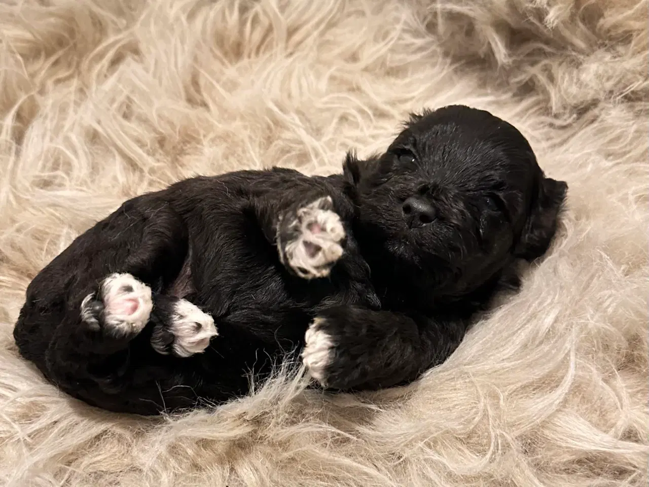 Billede 16 - Cavapoo F2B