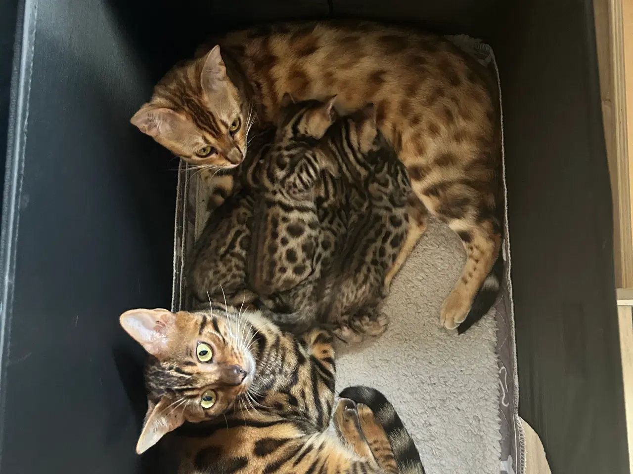 Billede 8 - Bengal Kitten 