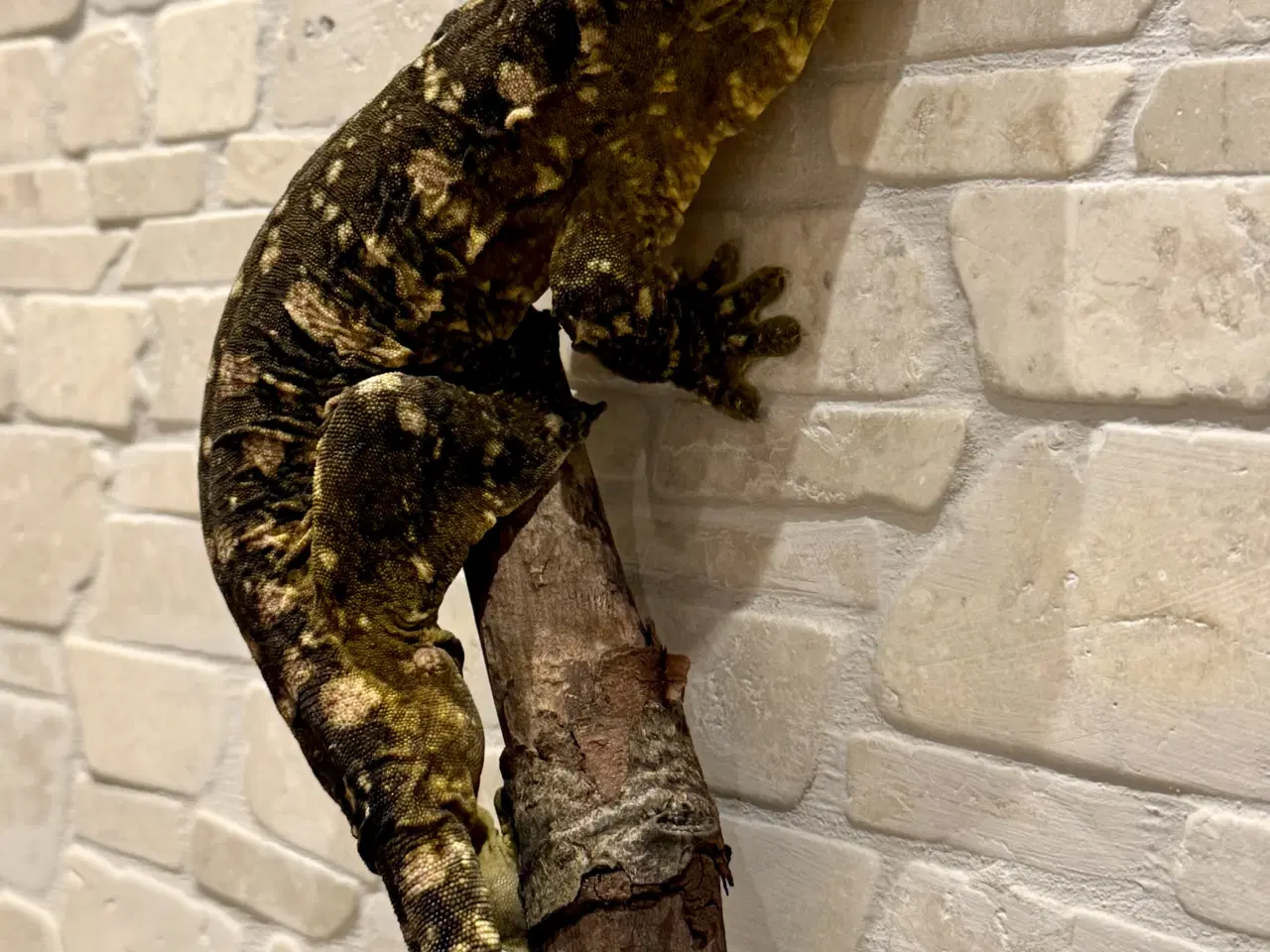 Billede 1 - Kæmpe gekko/ Leachianus moro