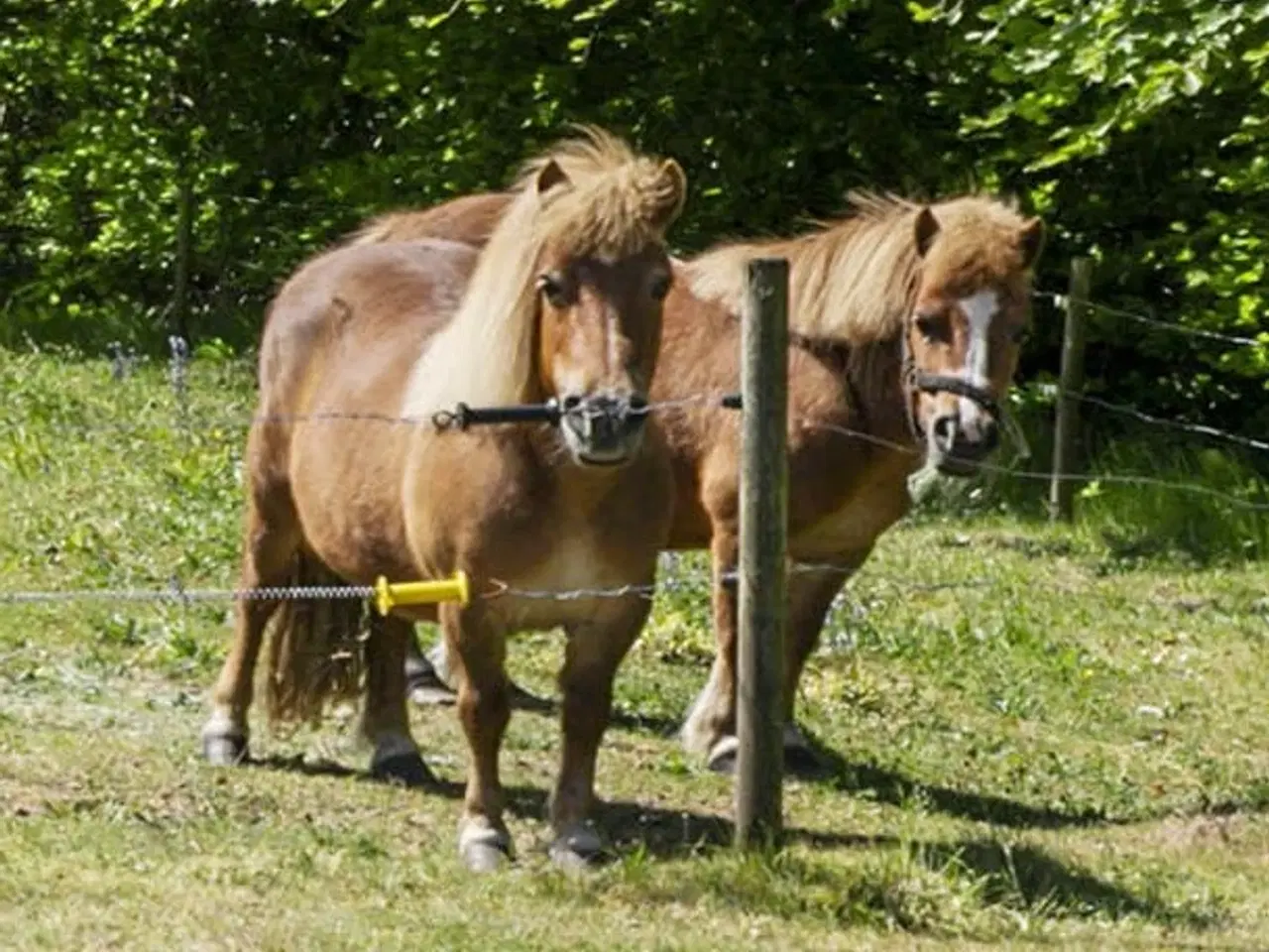 Billede 1 - Shetlandsponyer til salg