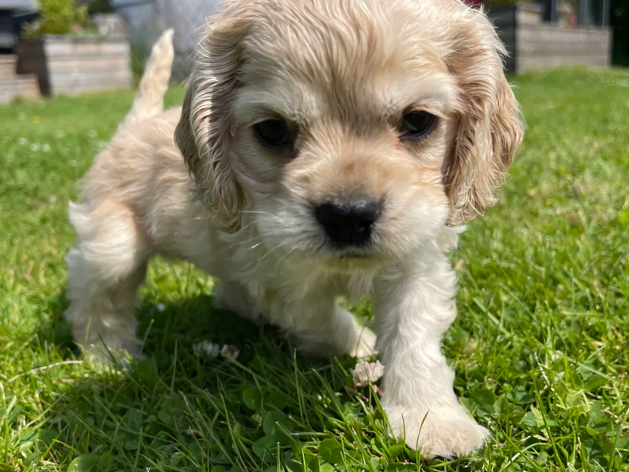 Billede 10 - Rejseklar 🧳 Skønne Amerikanske Cockerspaniel 