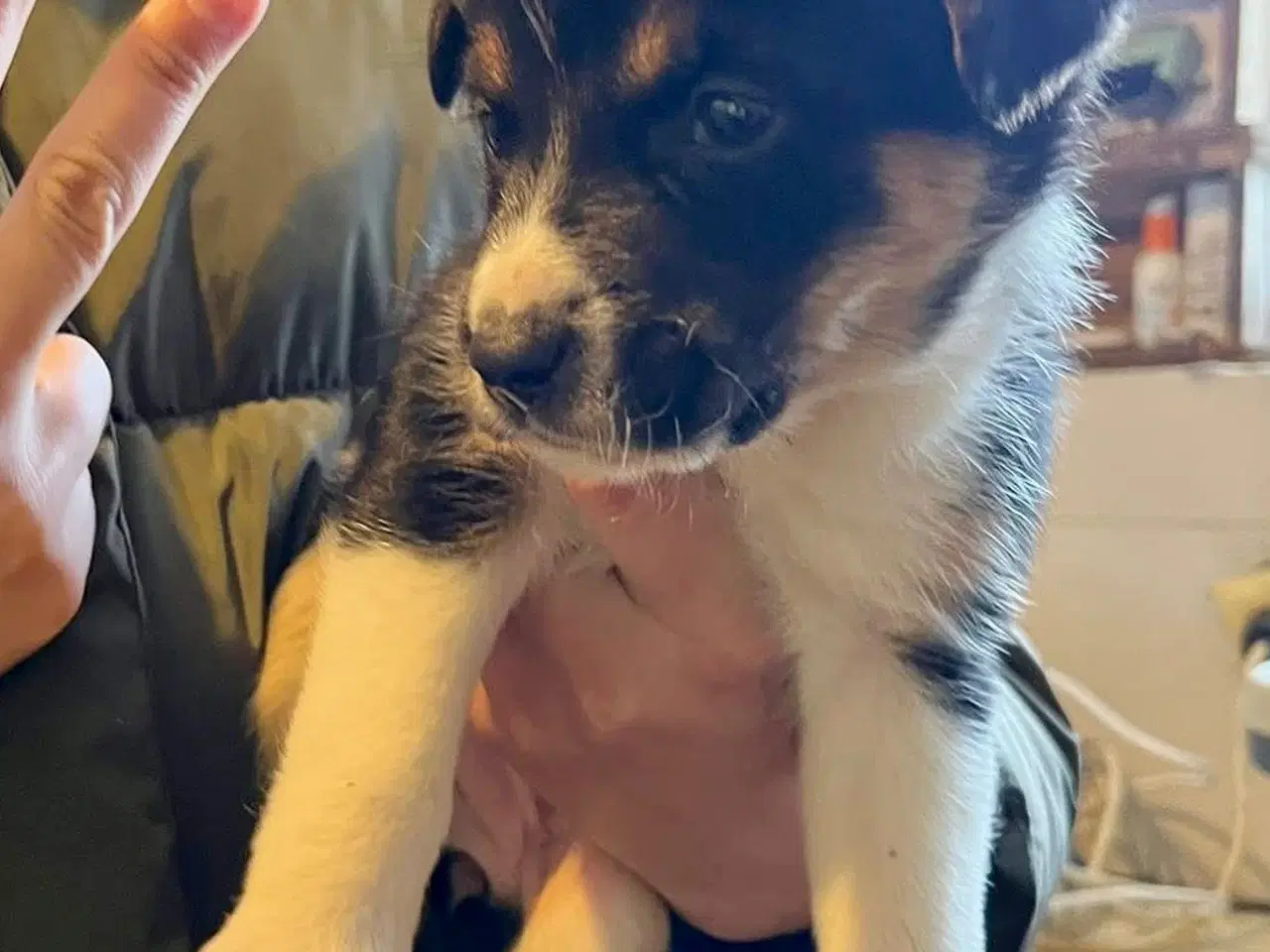 Billede 13 - Smukke Ally leder efter sin egen familie💝