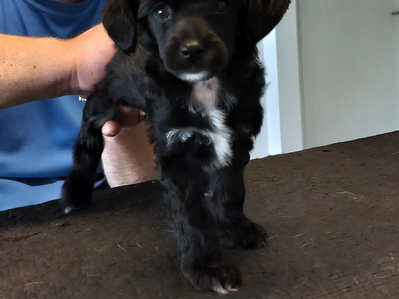 Billede 9 - Chinese crested/powder puff drenge med DKK stambog