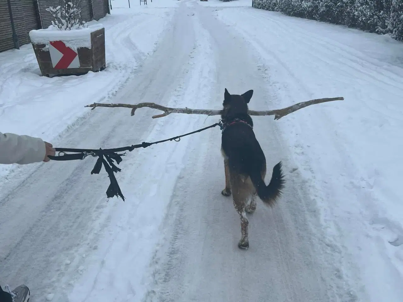 Billede 2 - Familievenlig schæfer sælges