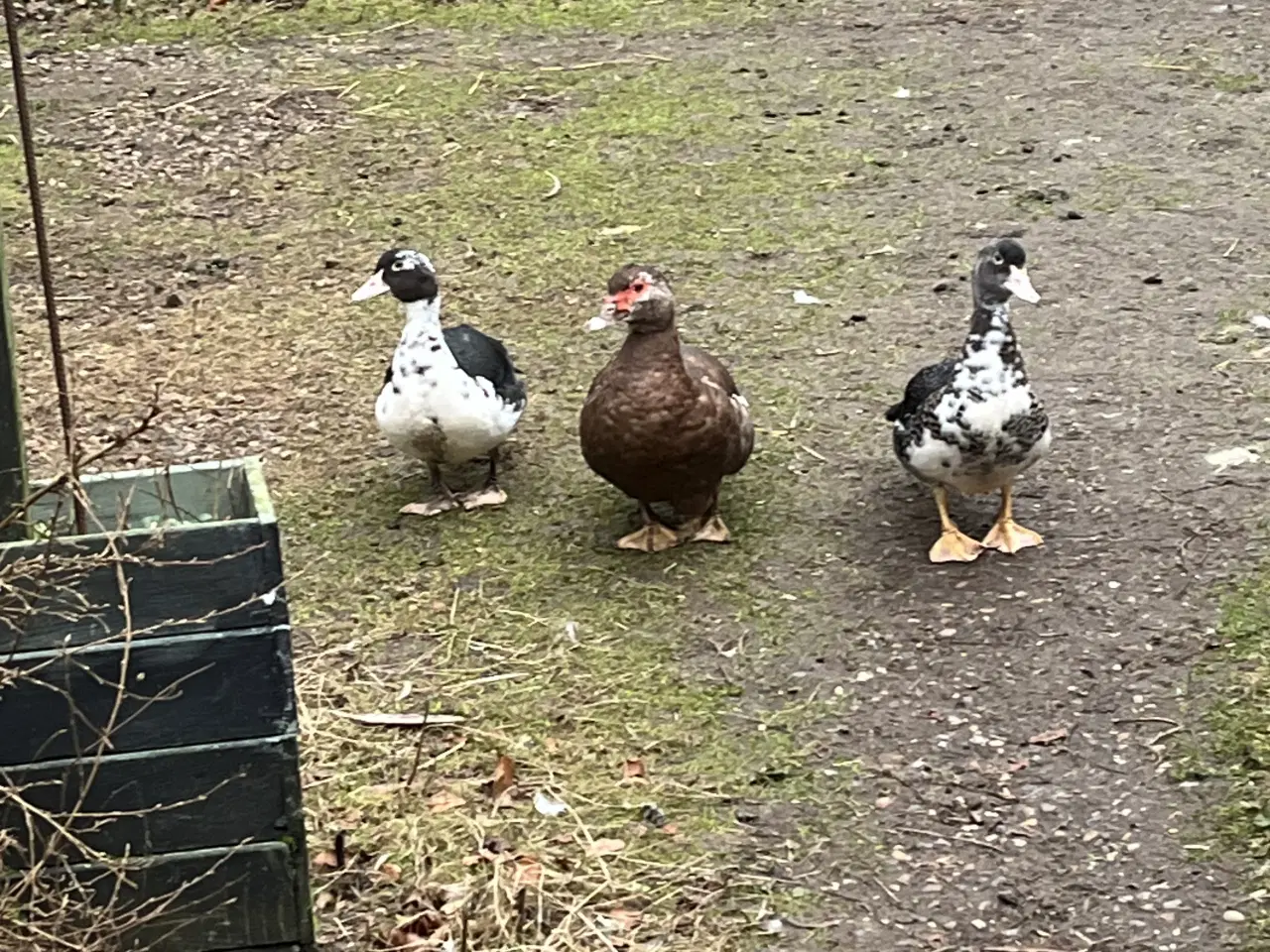 Billede 3 - Moskus ænder