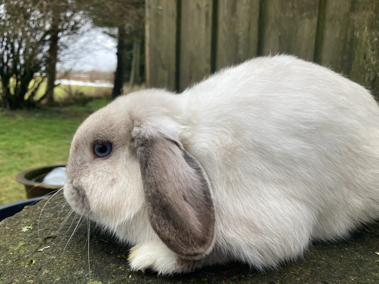 Billede 1 - Ægte Minilop Dreng