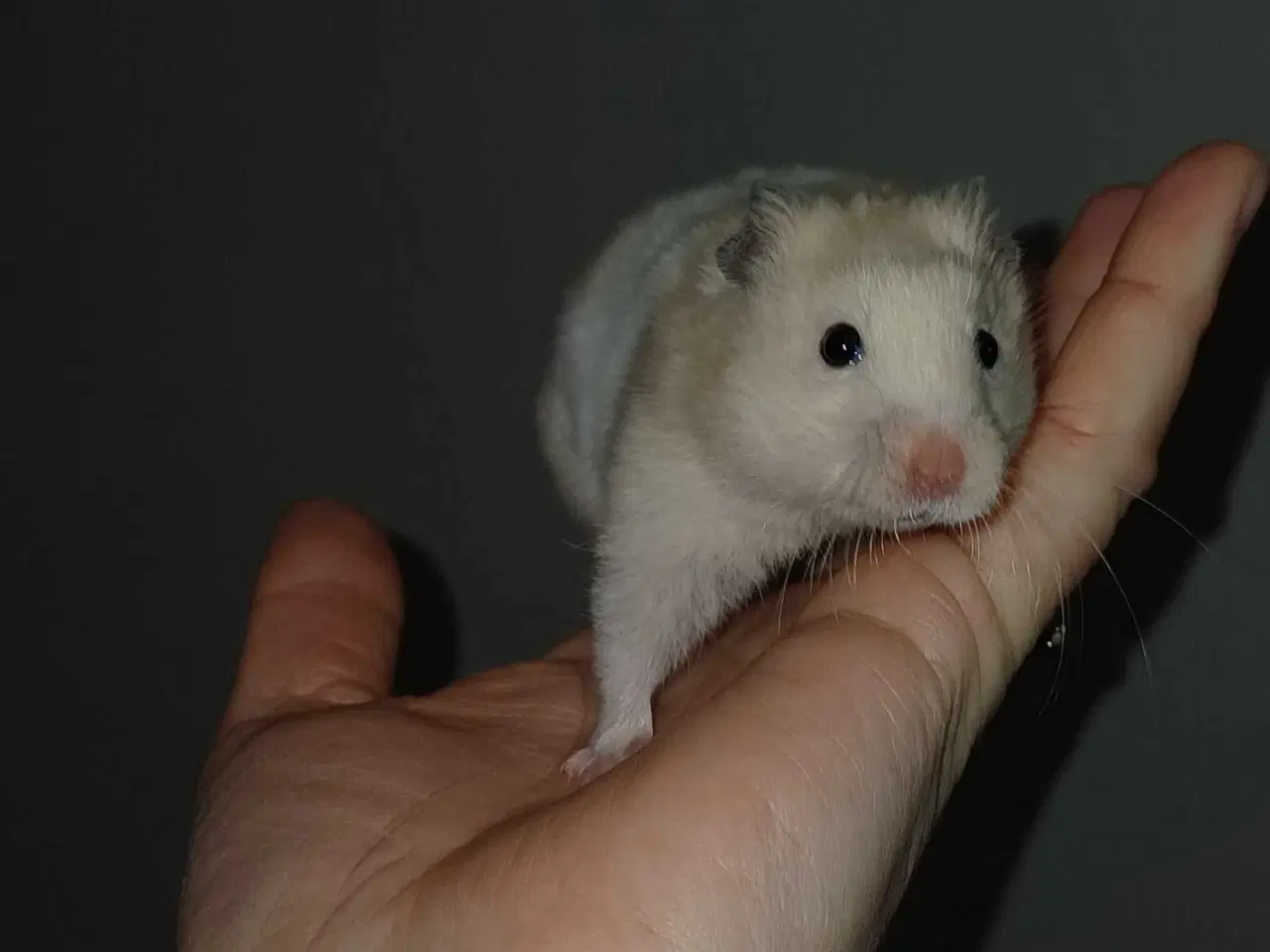 Billede 8 - Guldhamster unger