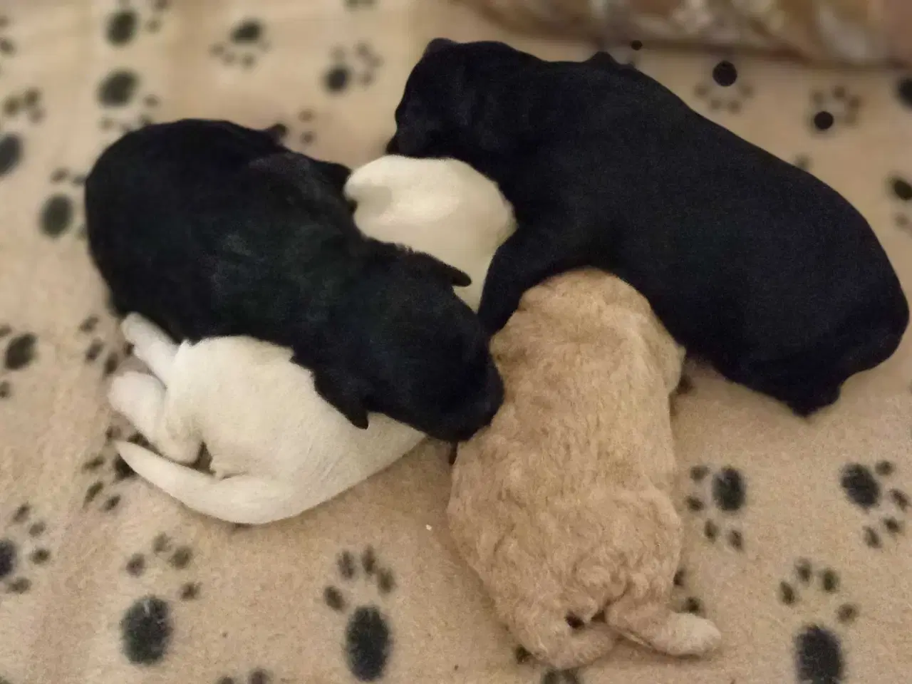 Billede 3 - Cavapoo f1b 