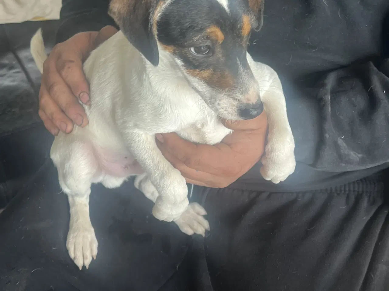 Billede 4 - Dansk svensk gårdhund