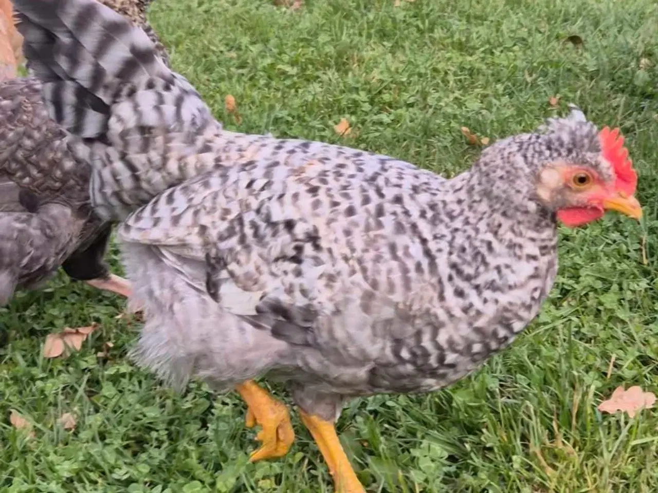 Billede 2 - Creme legbar haner 