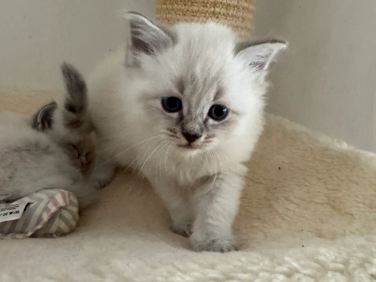 Billede 2 - Små søde killinger