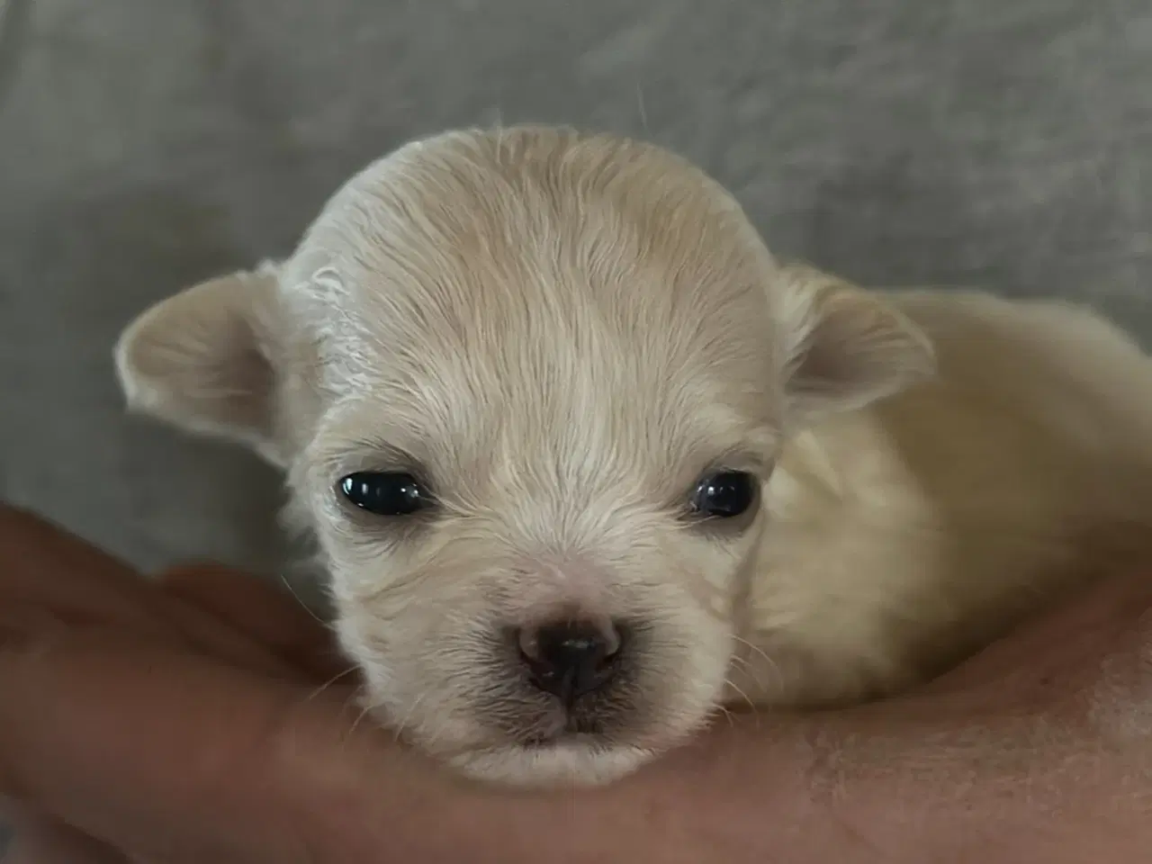 Billede 8 - Skønne chihuahua blandings hvalpe 
