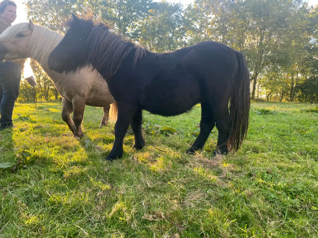 Billede 6 - Shetlænder hingsteplag 