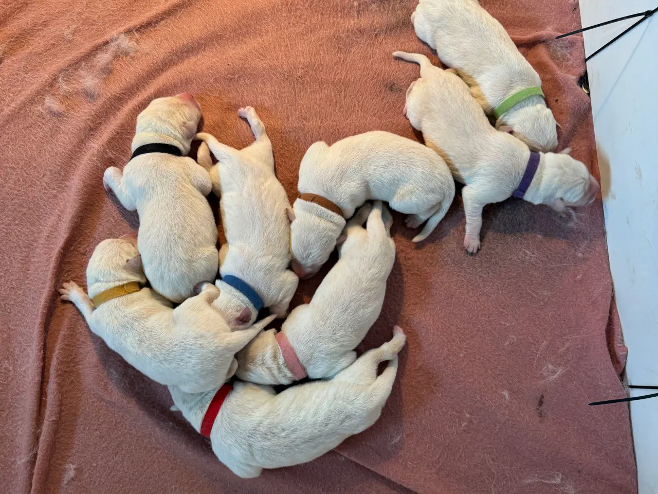 Billede 7 - Dejlige jule hvalpe klar inden juleaften 