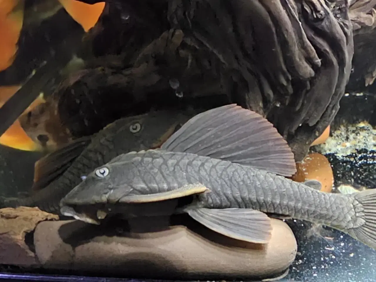 Billede 5 - Malle l137