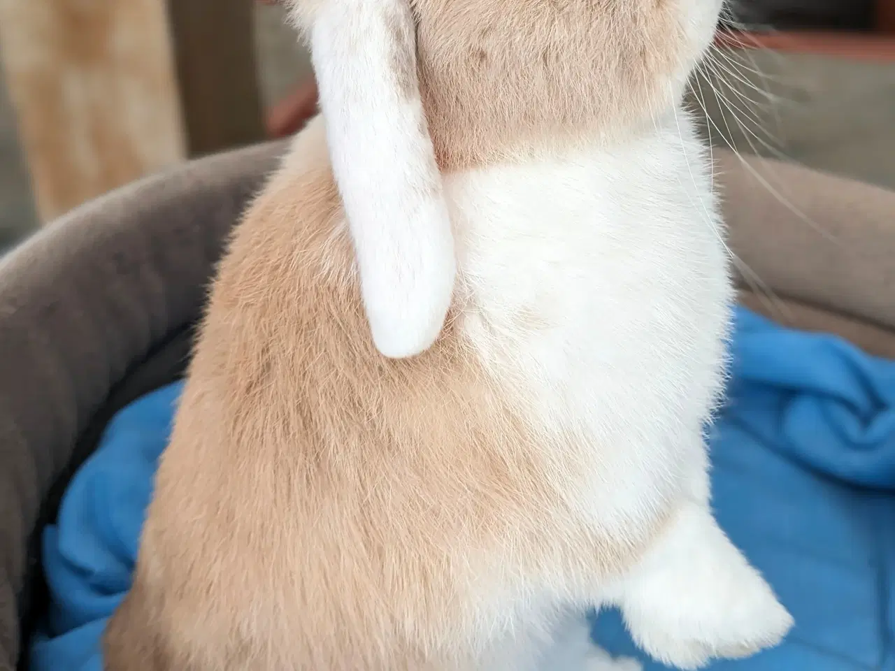 Billede 5 - Kastreret minilop kanin 