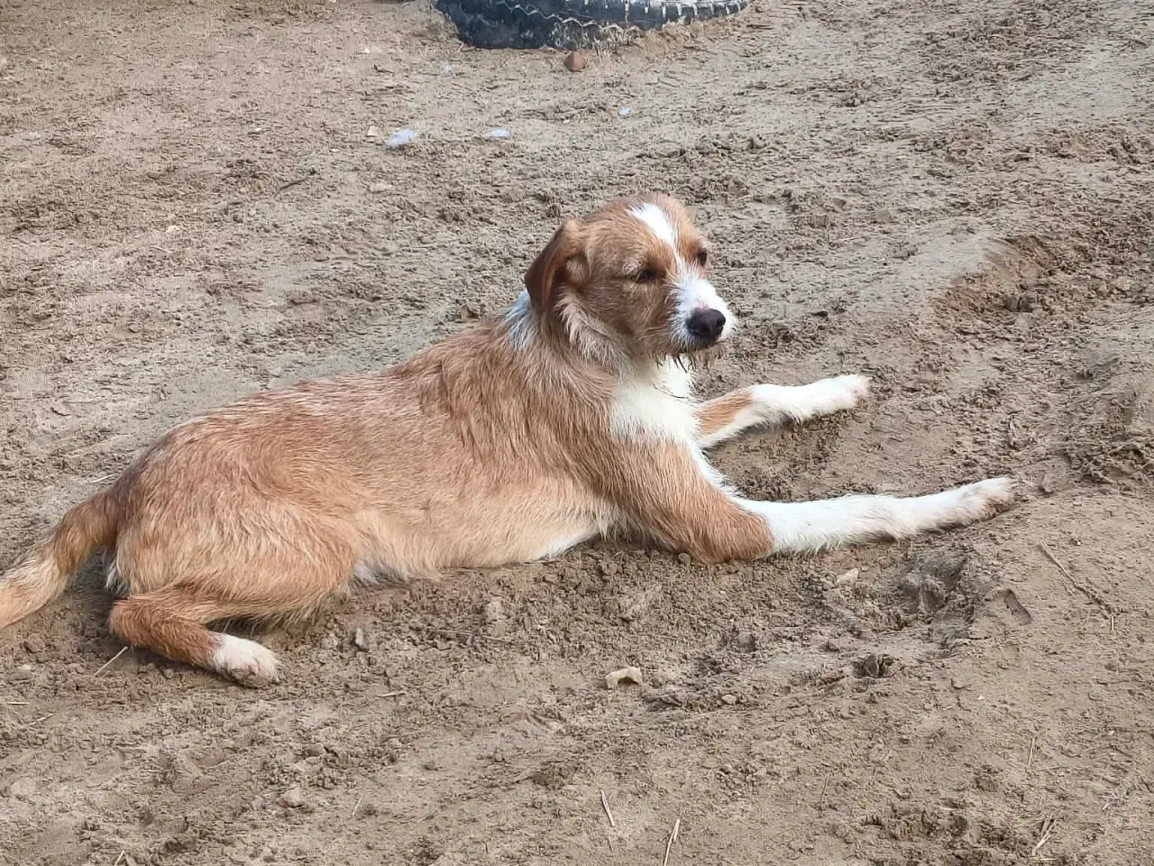 Billede 5 - Skønne Cairo søger sit eget hjem