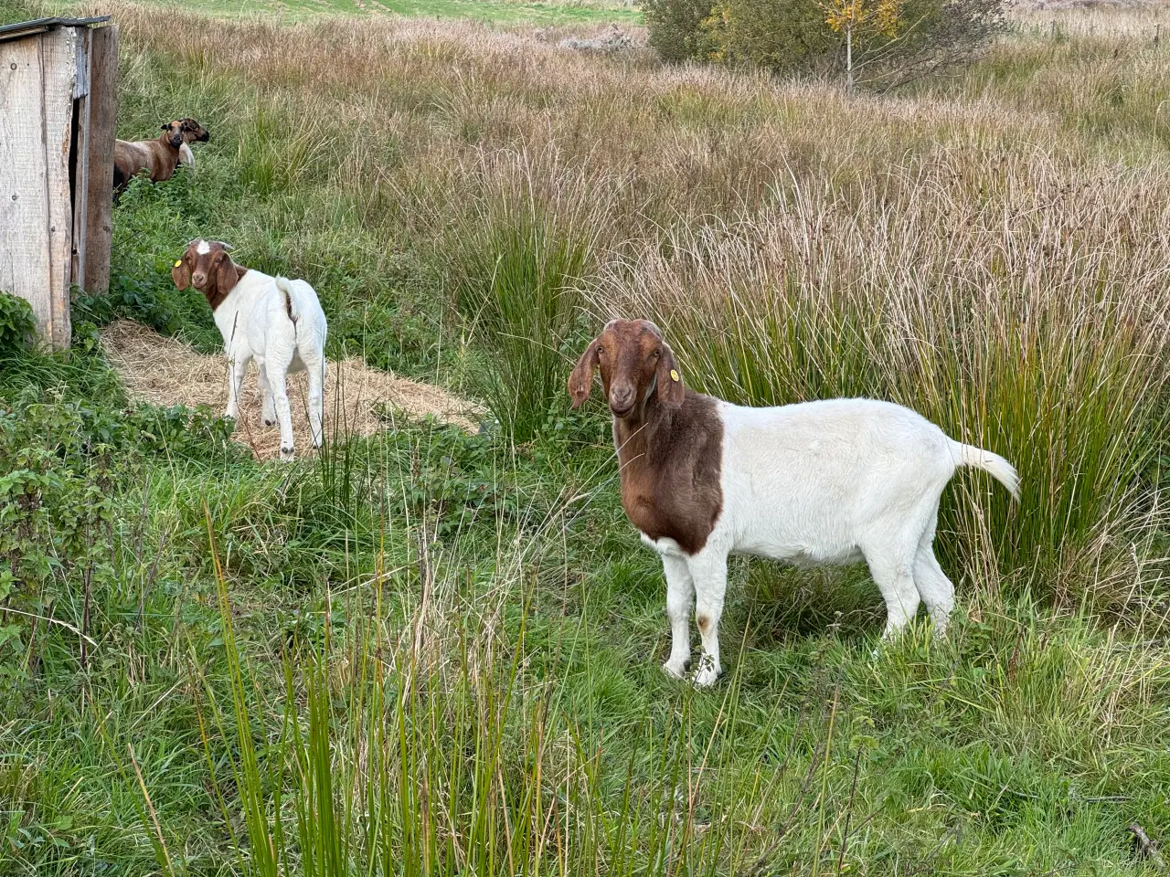 Billede 1 - Boer geder, 2 stk