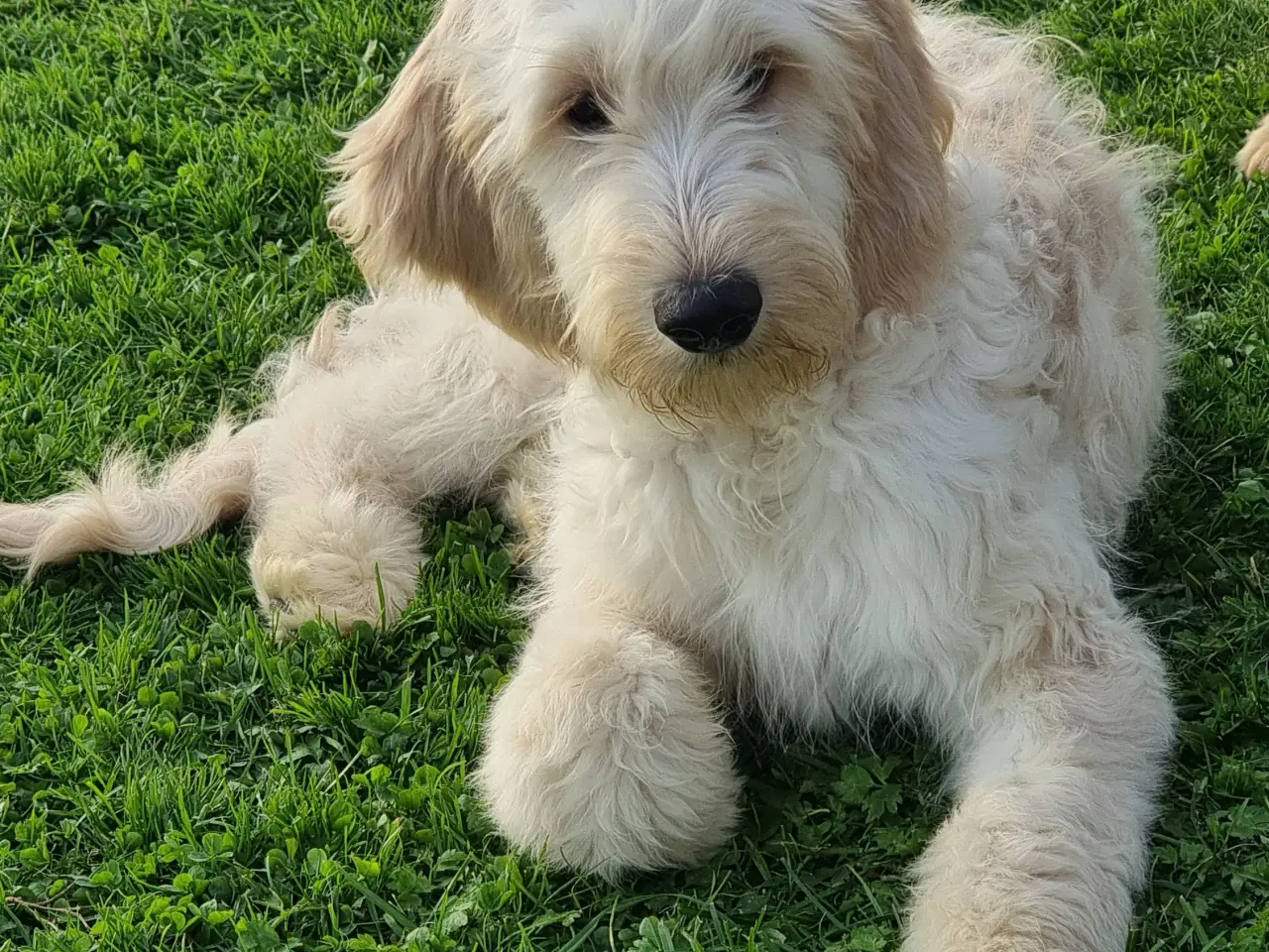 Billede 2 - skønheder Golden doodle hanner hvalpe