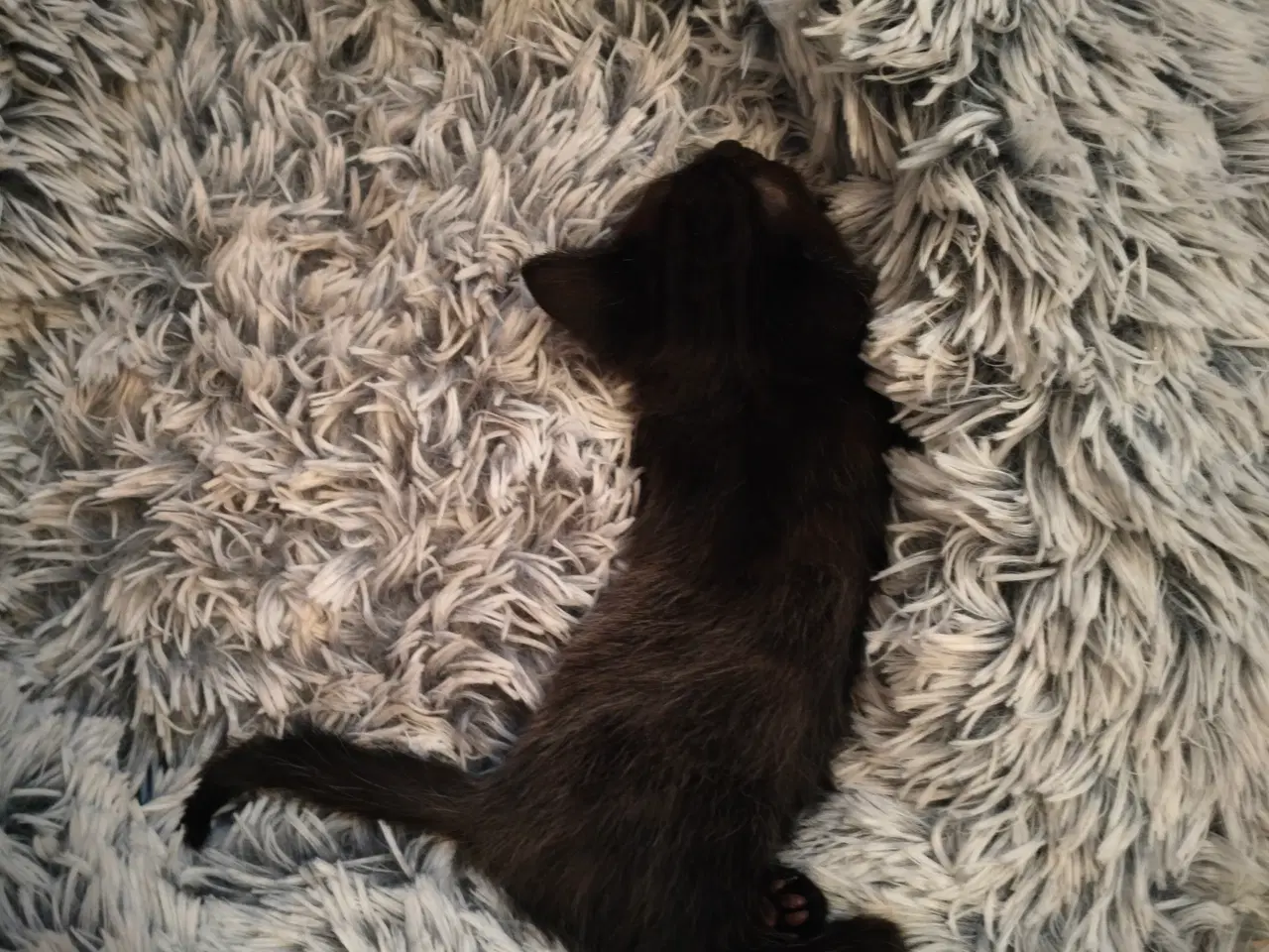 Billede 10 - Ragdoll/ marinecoon blanding 